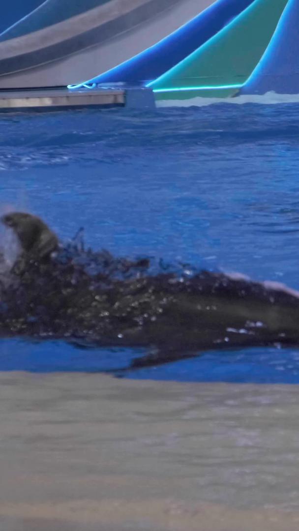 水族馆海豚实拍表演视频的预览图