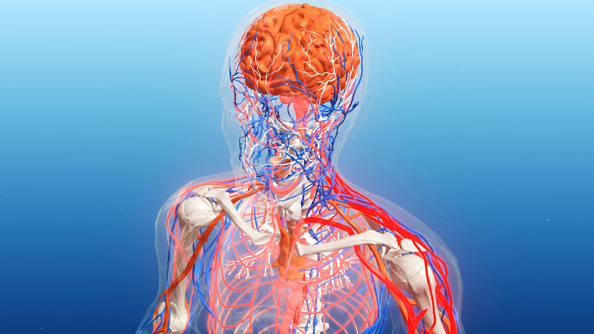 4K三维科技医疗人体颈动脉全息背景视频的预览图