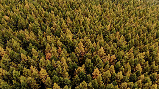 内蒙古呼和浩特秋季万亩松树林视频的预览图