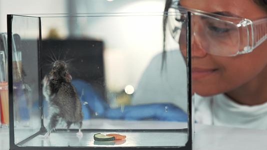 黑人研究科学家在安全眼镜上观察仓鼠行为视频的预览图