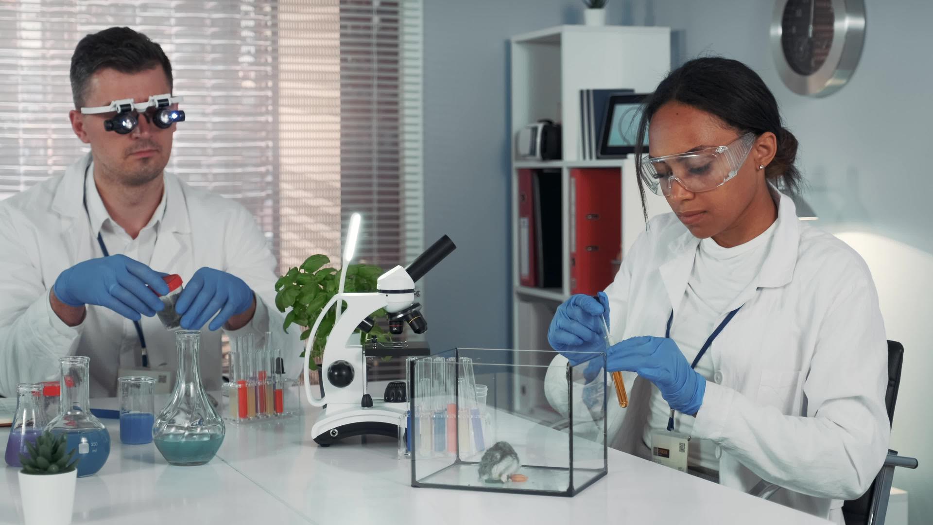 黑人女性研究科学家在现代化学实验室用仓鼠做实验视频的预览图