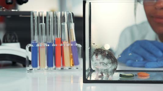 女性科学家在现代实验室实验中观察仓鼠行为的特写视频的预览图