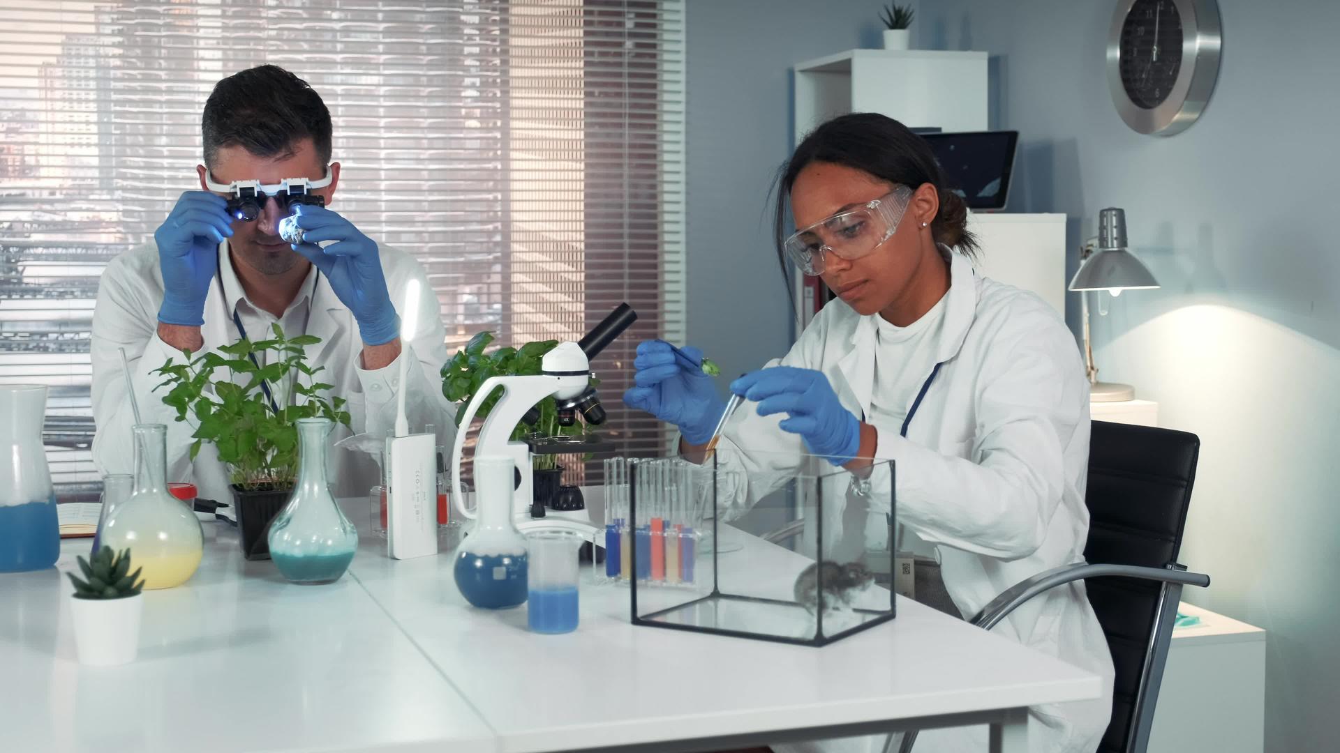化学液体被丢弃在植物叶子上然后交给仓鼠B研究科学家视频的预览图