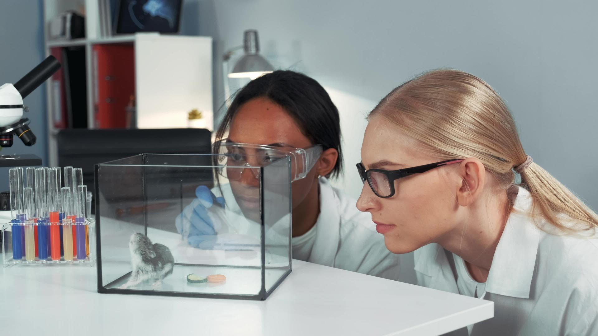 女性混合种族科学家对仓鼠进行了实验并将其丢弃为特殊液体视频的预览图