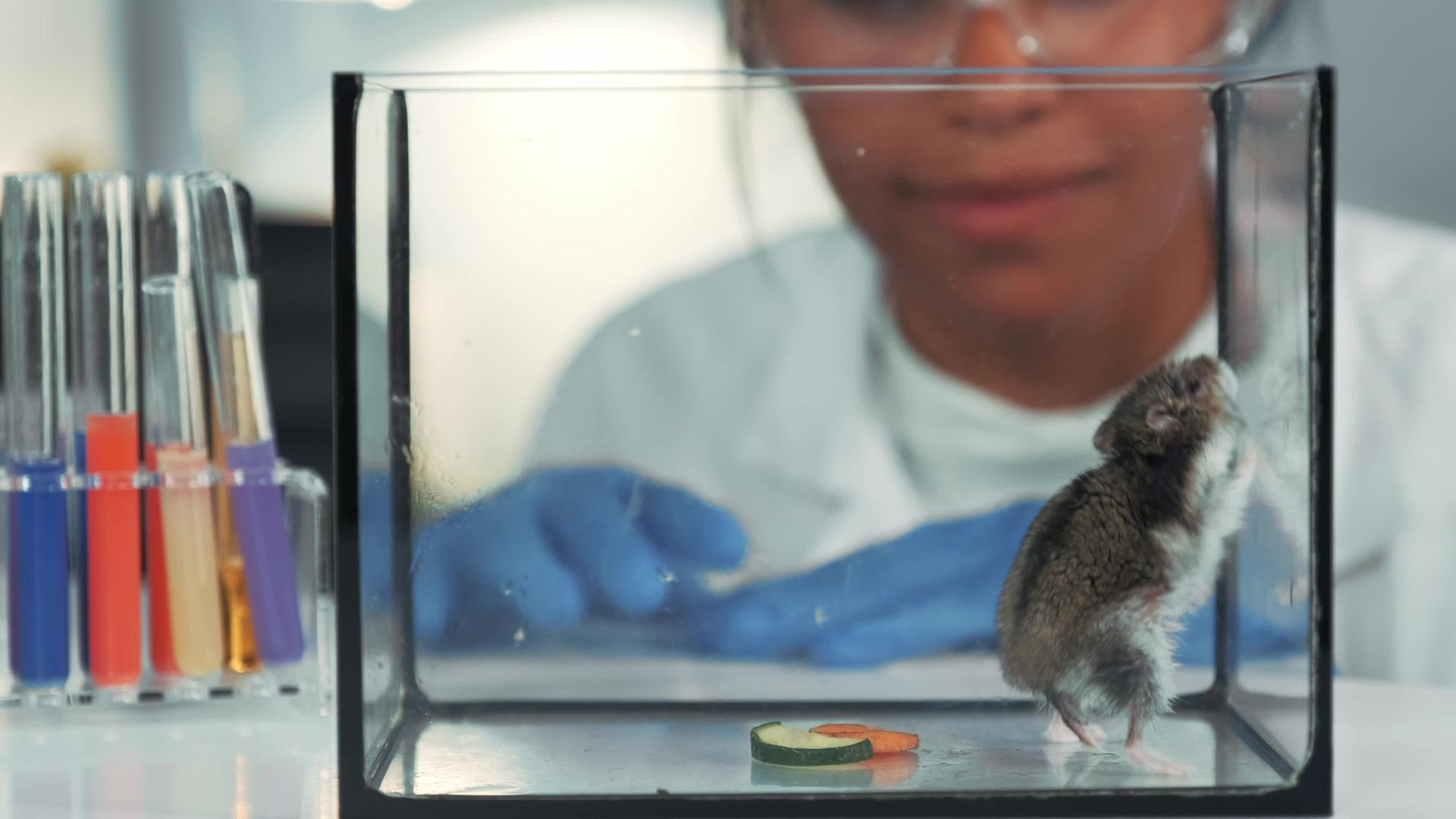 黑人化学医生在现代实验室戴着安全眼镜在实验后观察仓鼠视频的预览图