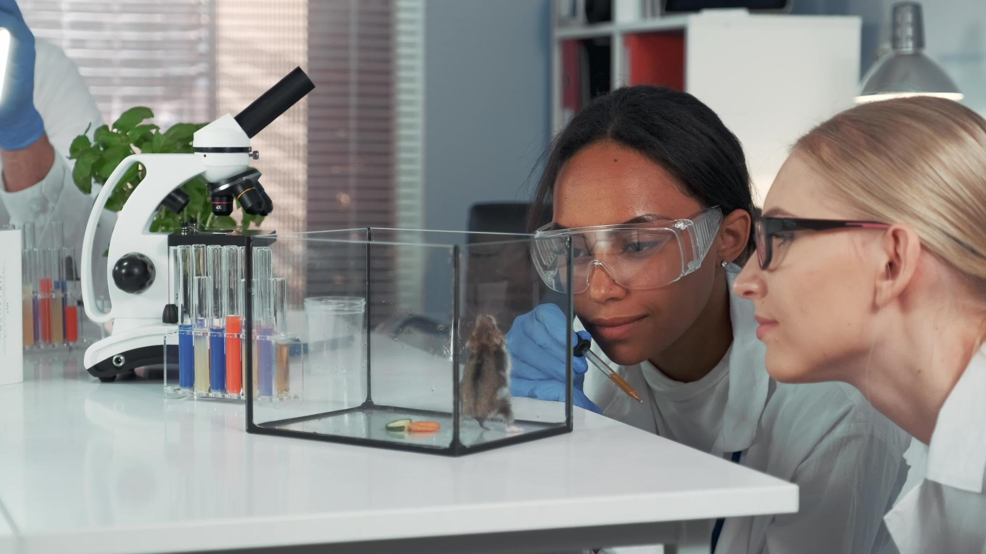 在提供实验室仓鼠实验时两位多种族女性科学家表现出惊人的表现视频的预览图