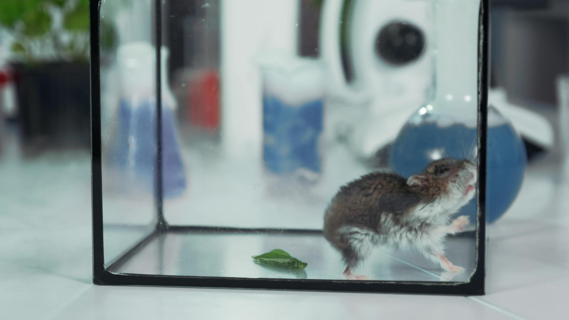 玻璃容器中的小仓鼠视频的预览图