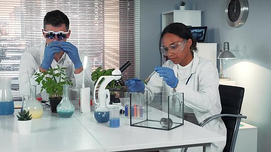 黑人女科学家在化学实验室的叶子上给仓鼠施肥和施肥视频的预览图