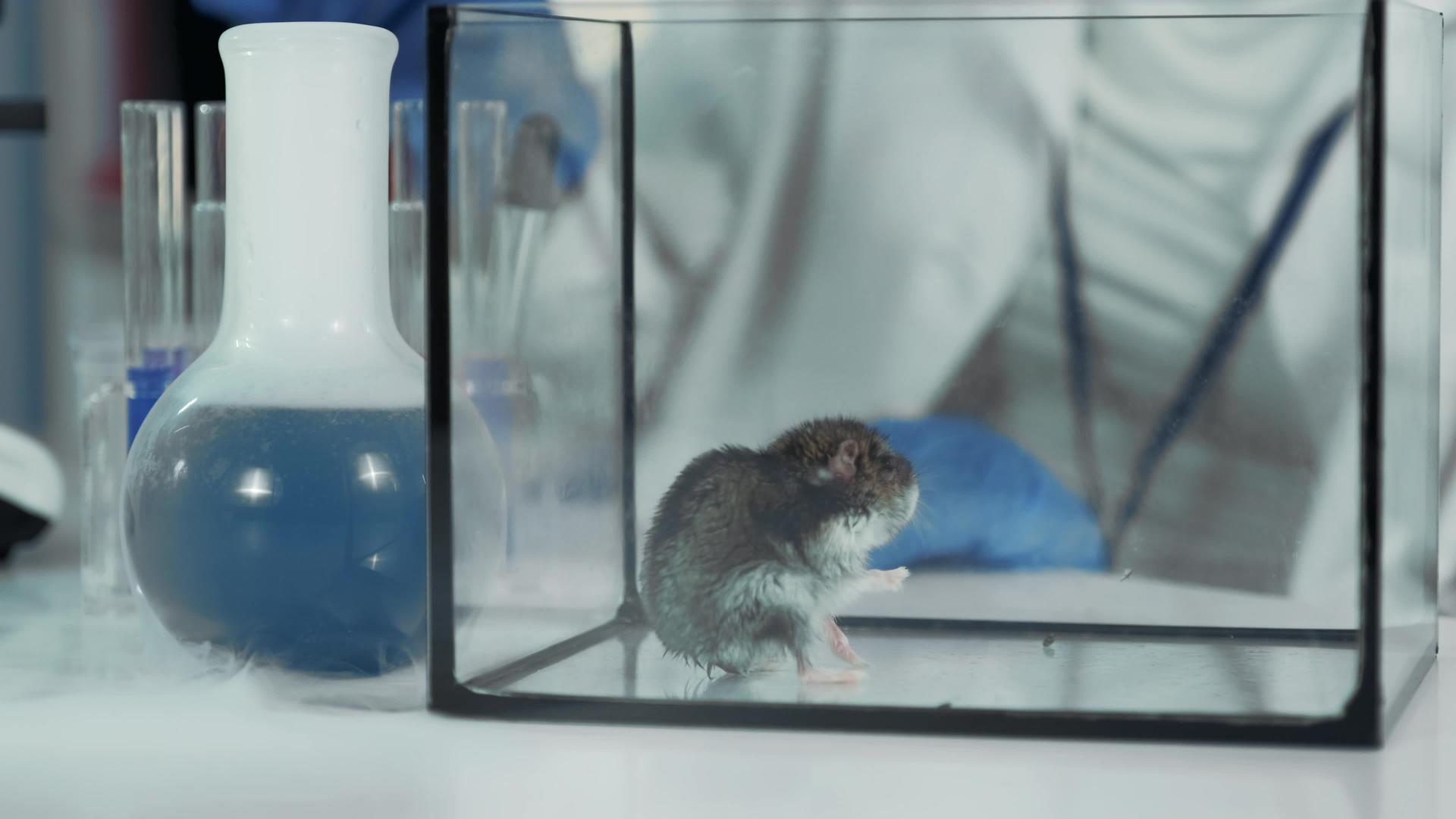 在现代化学实验室实验鼠实验科学家使用外科针灸进行有机针灸视频的预览图