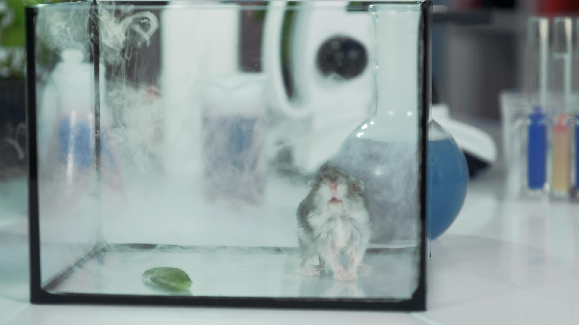 化学实验室实验中小型仓鼠近距离镜头视频的预览图