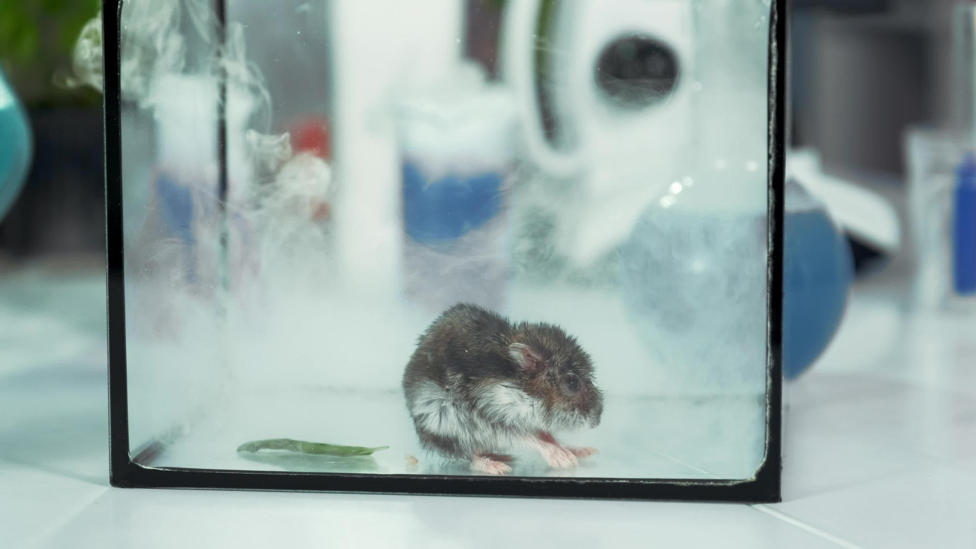 在现代化学实验室的实验中老鼠从瓶子里把烟从玻璃容器里抽出来视频的预览图