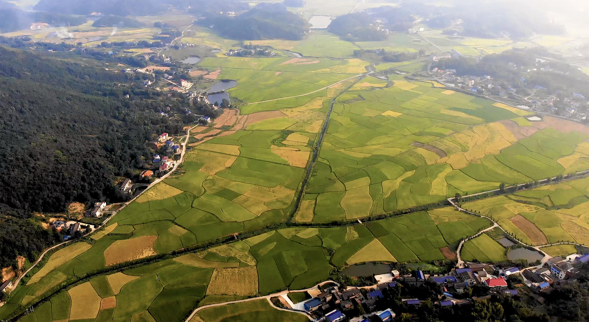 秋天湖南乡村成熟的水稻田视频的预览图