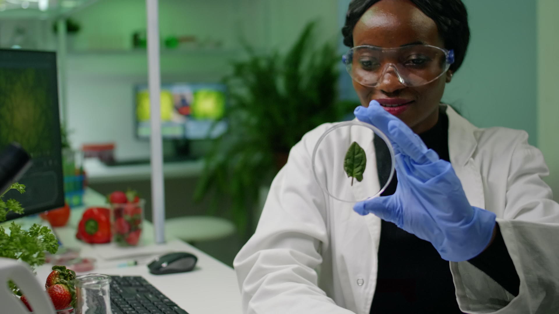 生物学家生物学研究人员使用医用手套分析绿叶样本视频的预览图