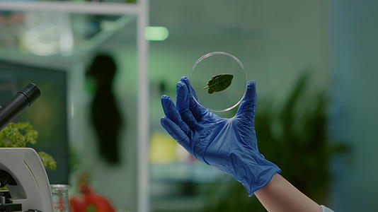 植物学家的研究人员拿着绿叶样本视频的预览图