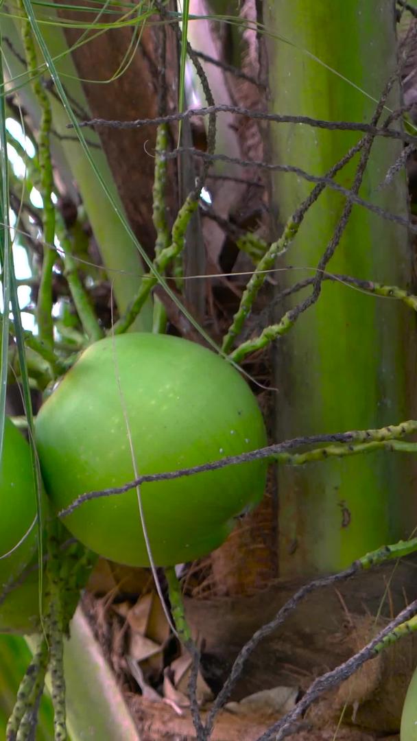 青皮椰子和幼果合集视频的预览图