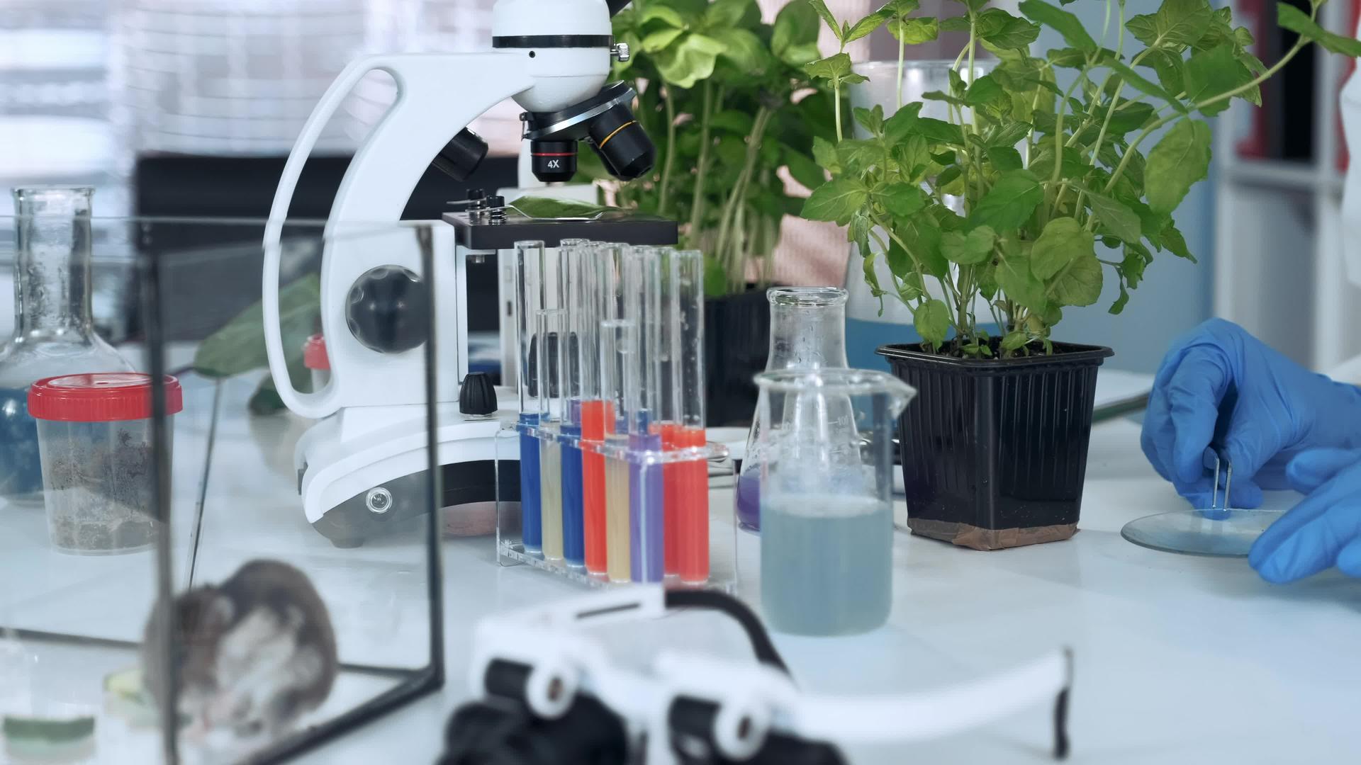 把有机材料和外科钳放在花粉盘上的科学家用手把它们缝在一起视频的预览图