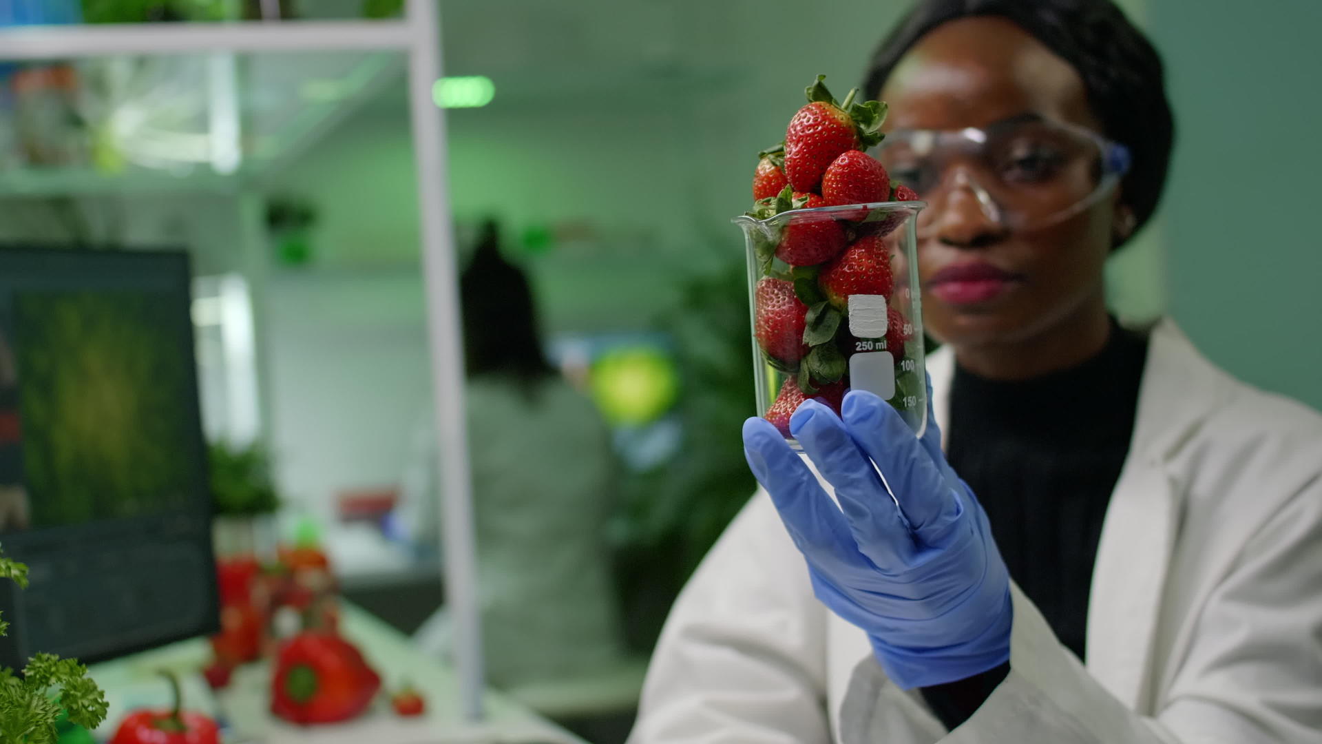 非洲研究人员研究草莓视频的预览图