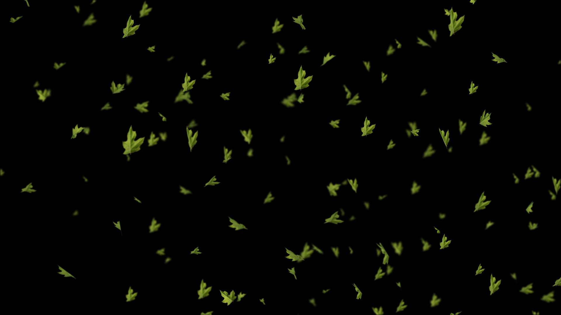 唯美4K枫树叶飘落无限循环带通道视频的预览图