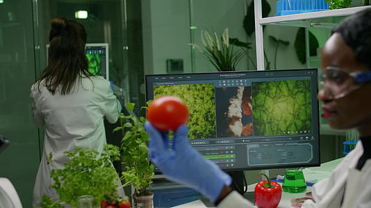 女性检查用杀虫剂注射的西红番茄并进行检测视频的预览图
