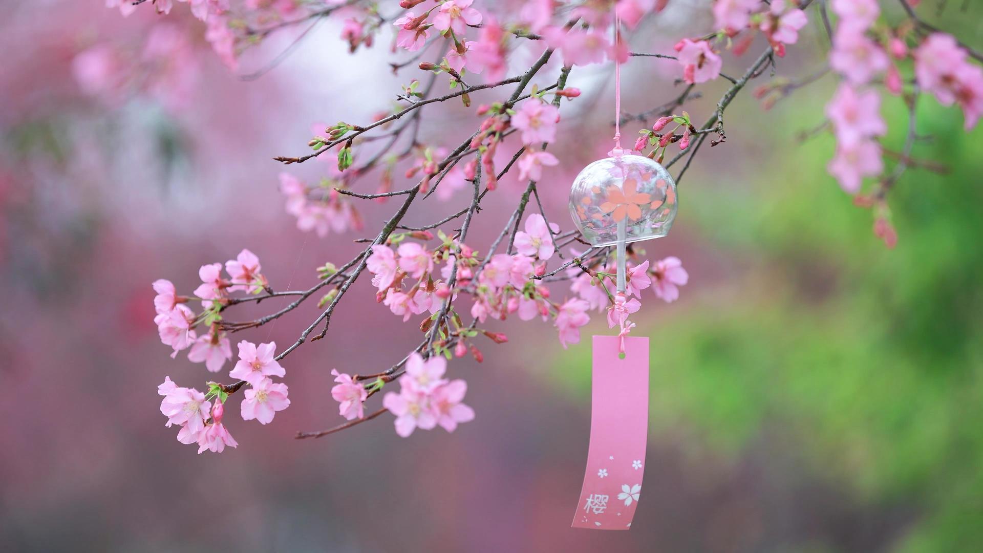 春日唯美小清新日系粉色樱花风铃空镜视频的预览图