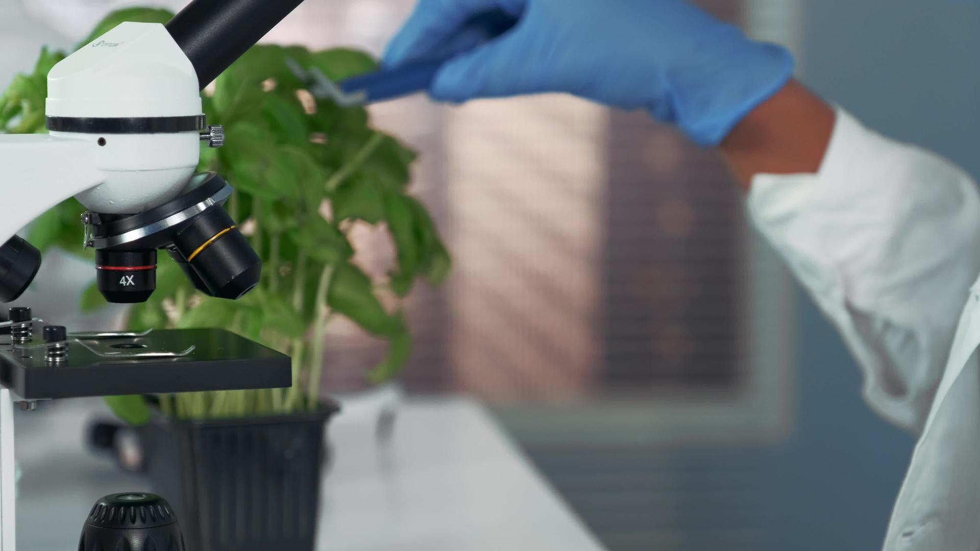 女科学家使用手术针切器将植物叶子放在显微镜中视频的预览图