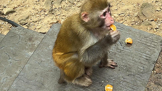 湖南5A级旅游景区张家界国家森林公园武陵源吃水果的野猴4k素材视频的预览图