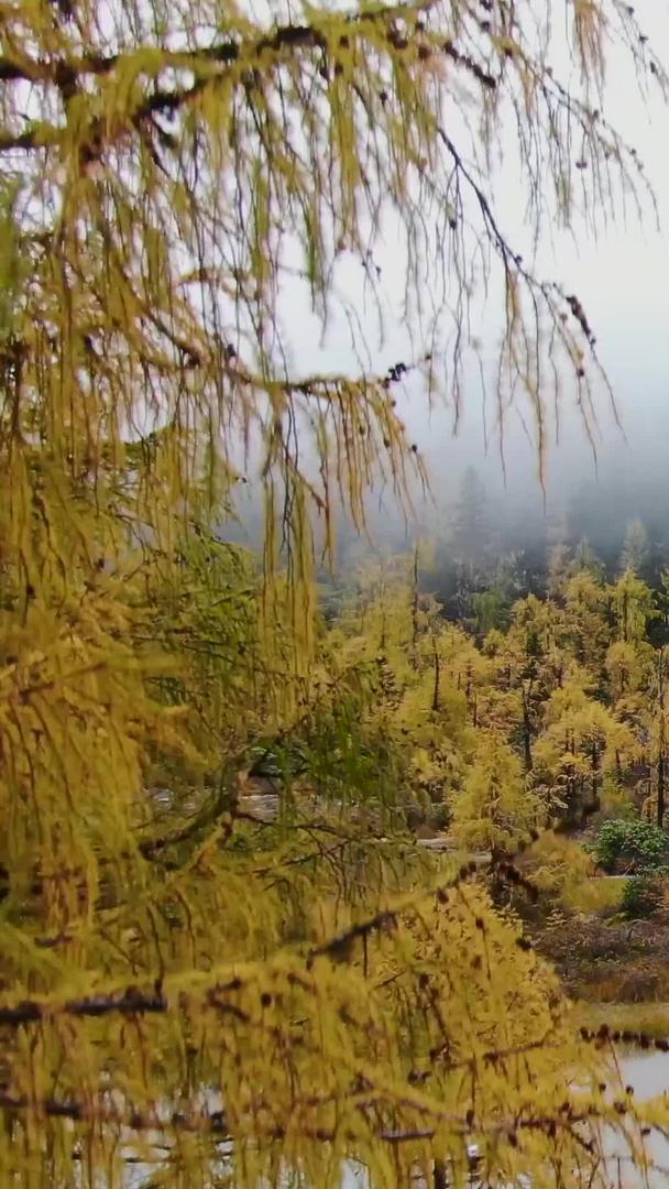 高原海子湖航拍云雾缭绕秋色秋色视频的预览图
