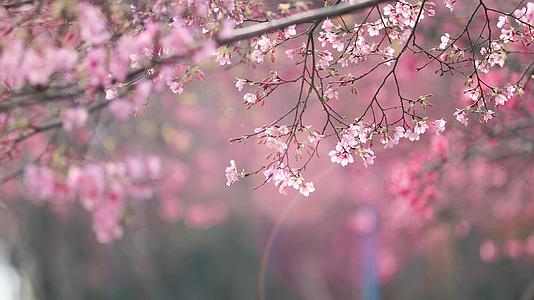 春日阳光唯美樱花花枝视频的预览图