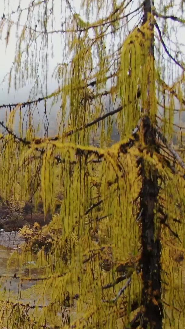高原海子湖航拍云雾缭绕秋色秋色视频的预览图