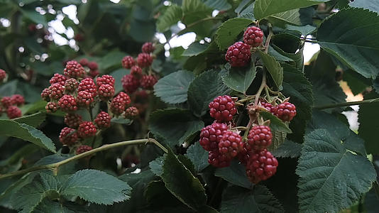 生态树莓视频的预览图