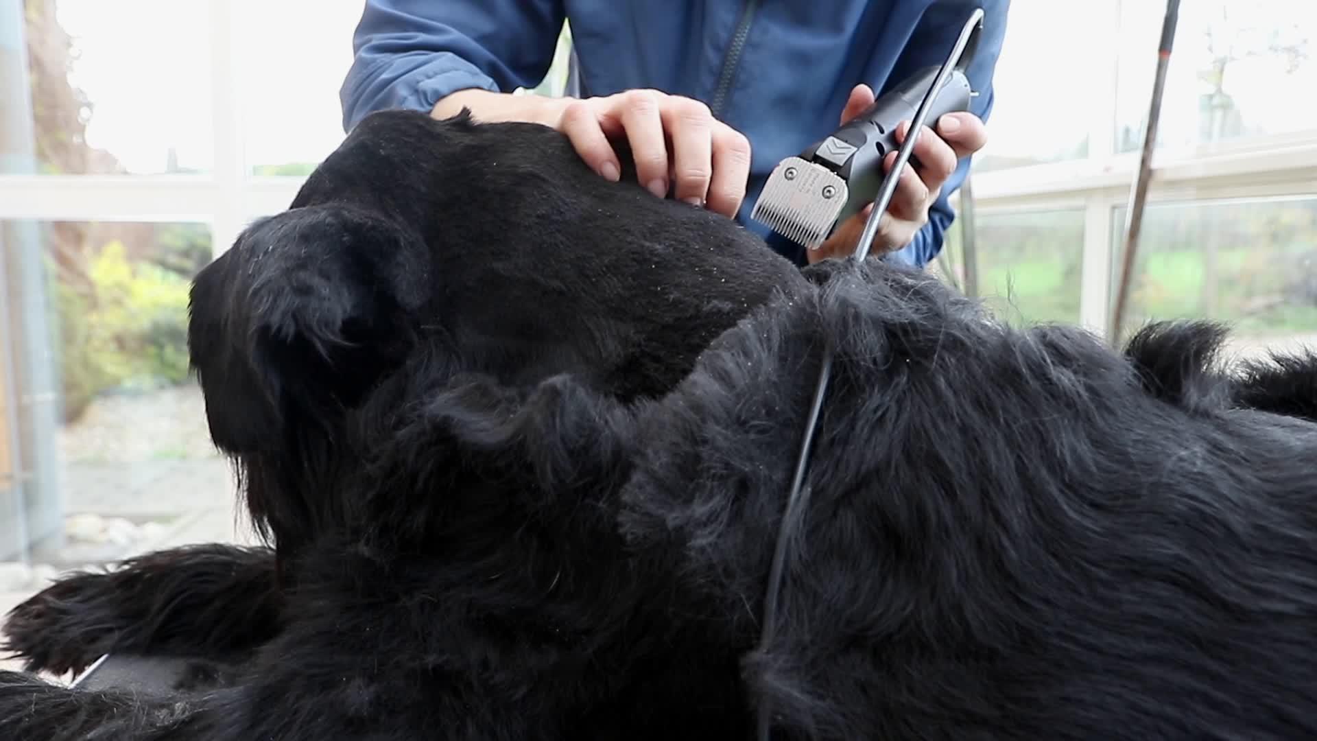 打造巨型黑Schnauser狗的侧视角视频的预览图