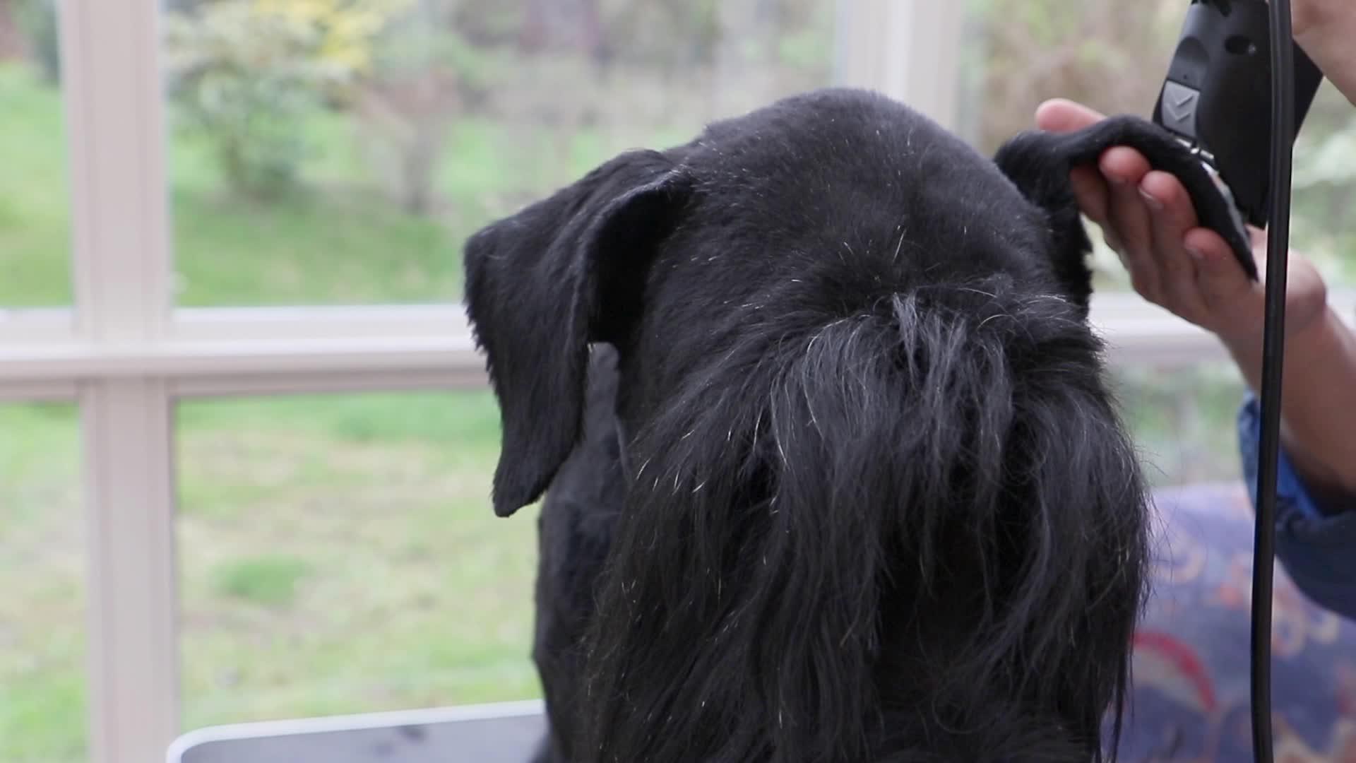 巨型黑Schnauser狗缝合器前面的耳鼻孔装饰风景视频的预览图