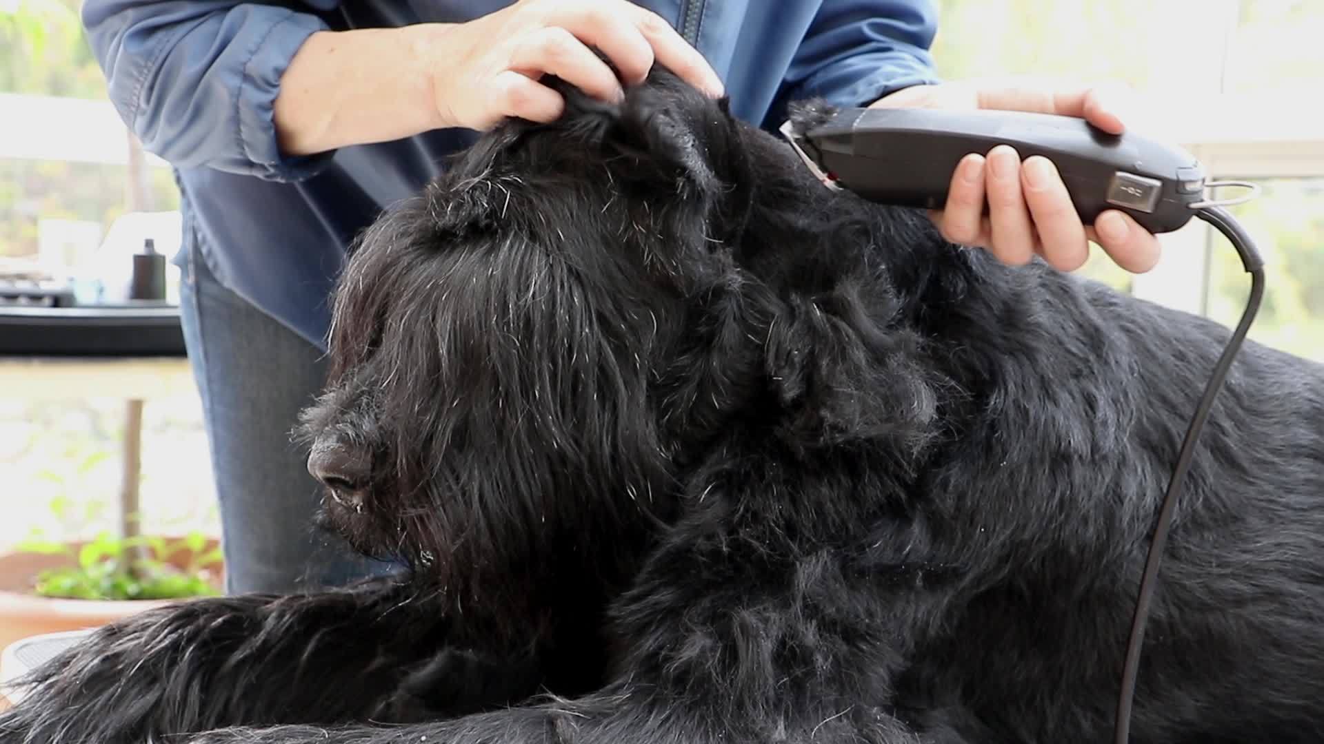 开始训练巨型黑Schnauser狗视频的预览图