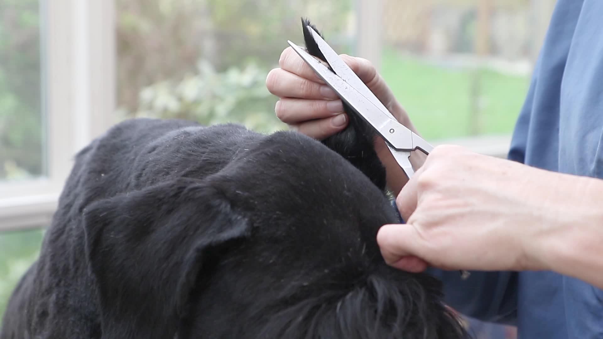 用剪刀割狗耳朵的近视视频的预览图