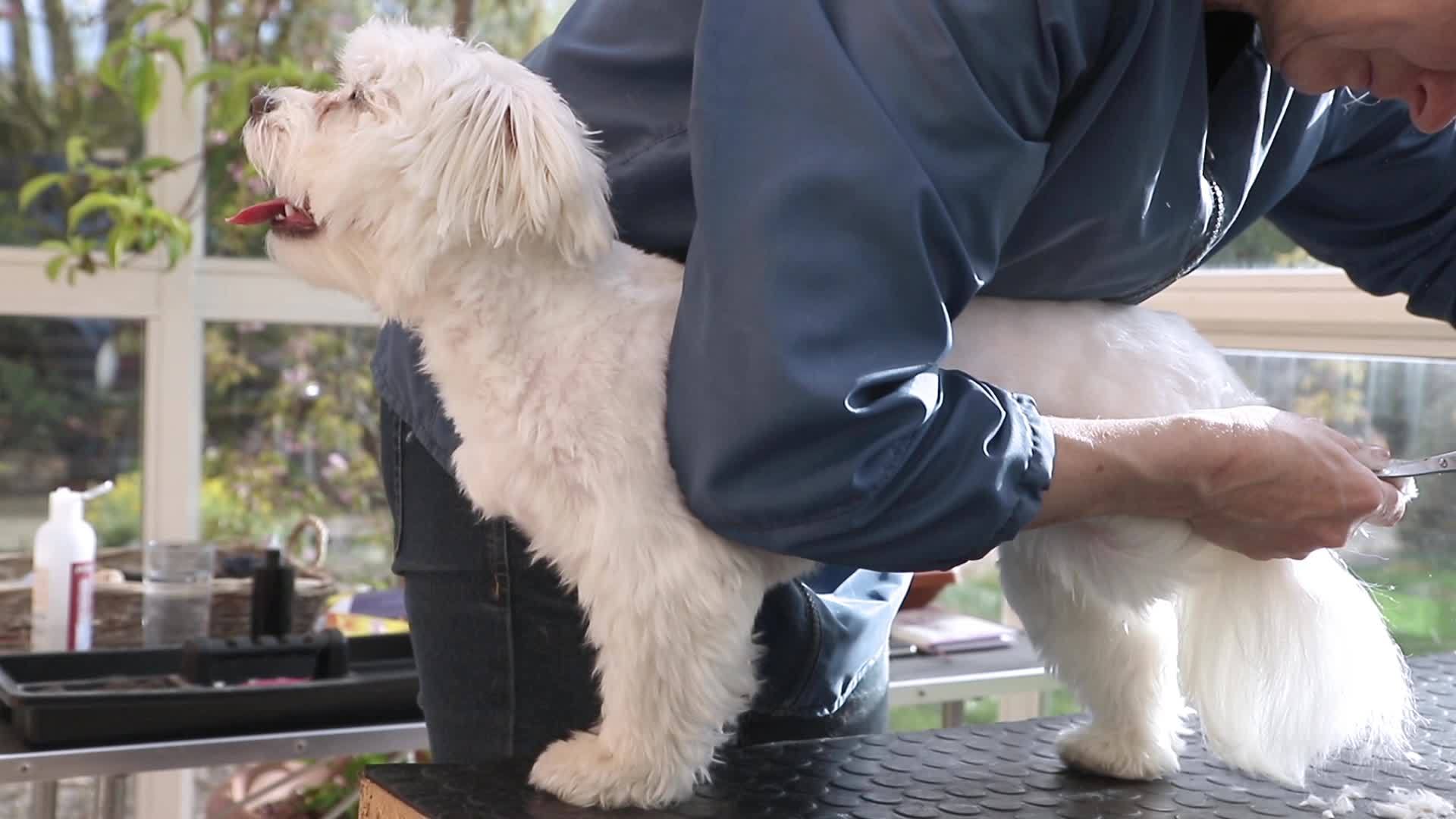 切下可爱的白狗的后腿爪子视频的预览图