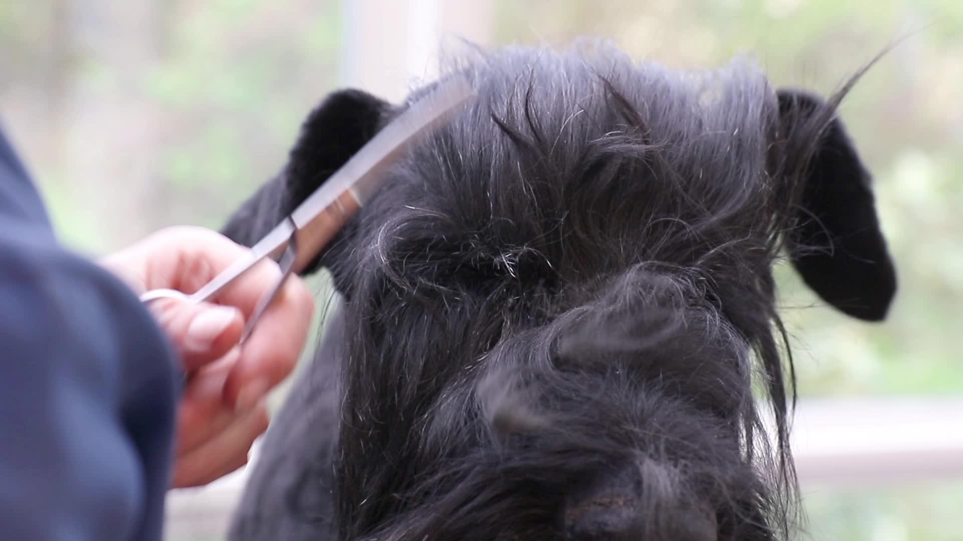 狗的毛在狗的眼皮下视频的预览图