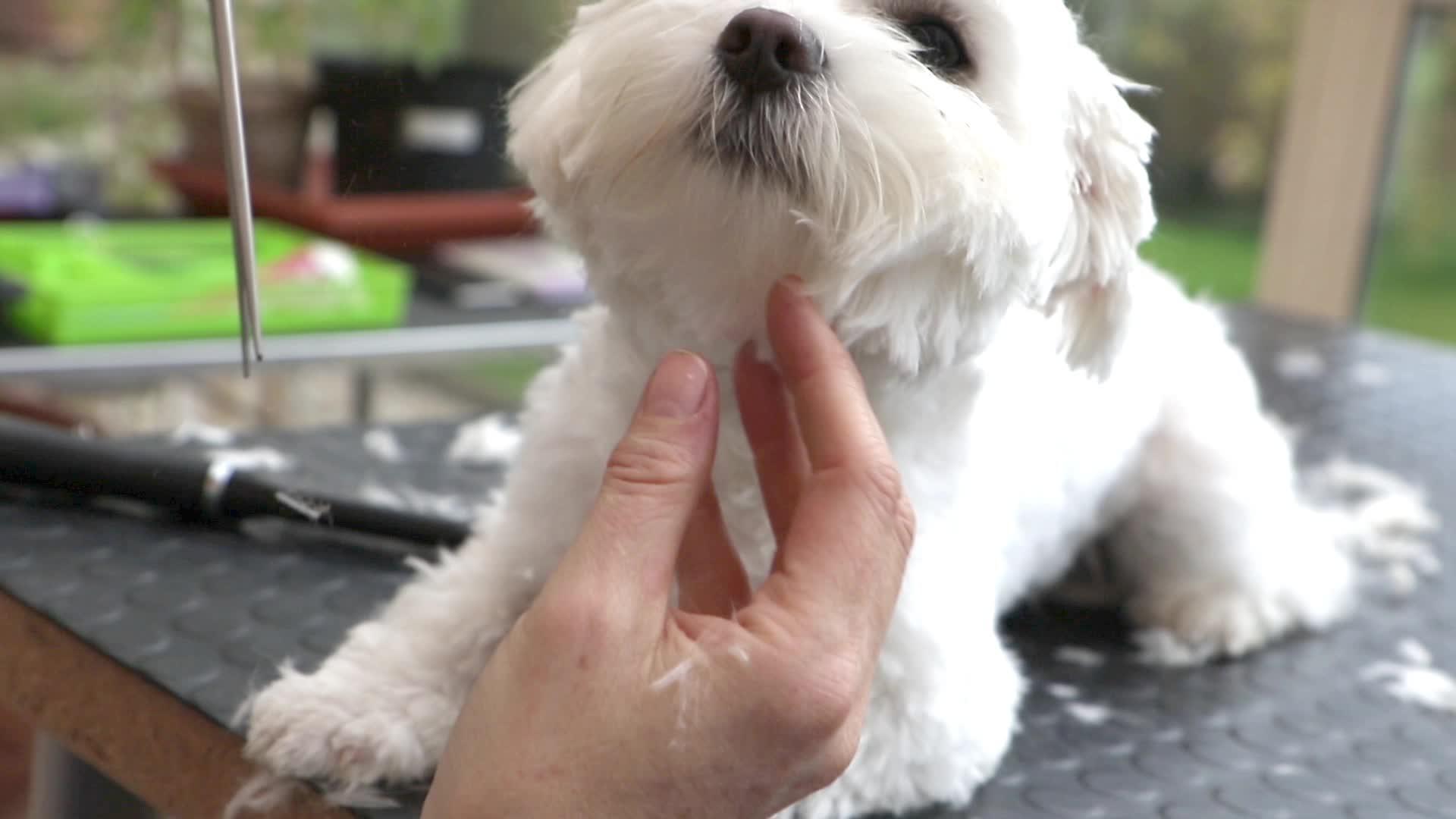 剪白狗的头发视频的预览图