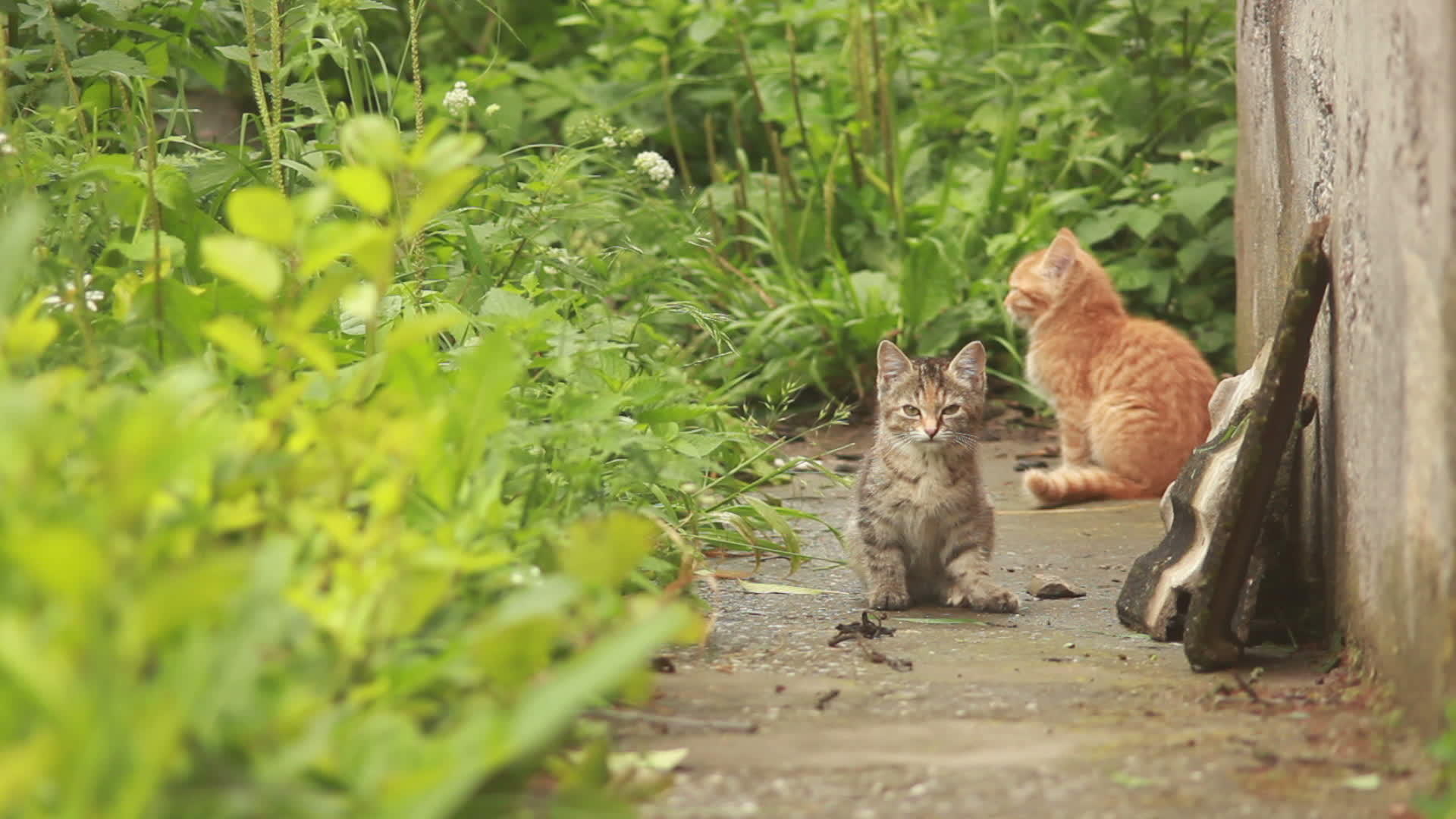 两只小小猫视频的预览图