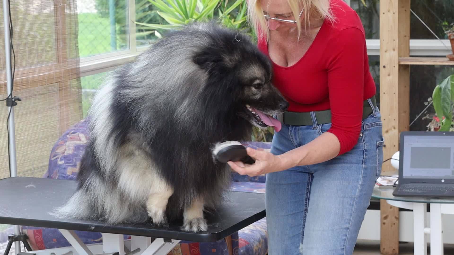 修复狼吐槽狗的视频视频的预览图