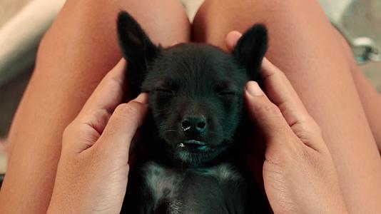 一只睡着的黑狗得到了温柔的面部按摩视频的预览图