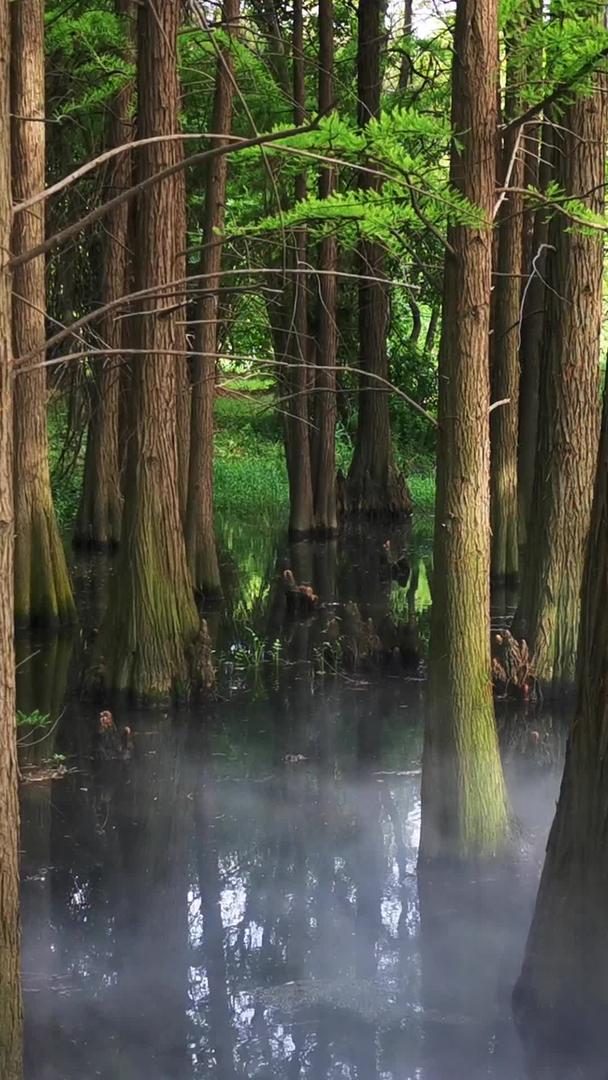 真正拍摄湿地公园水杉群植被视频素材视频的预览图