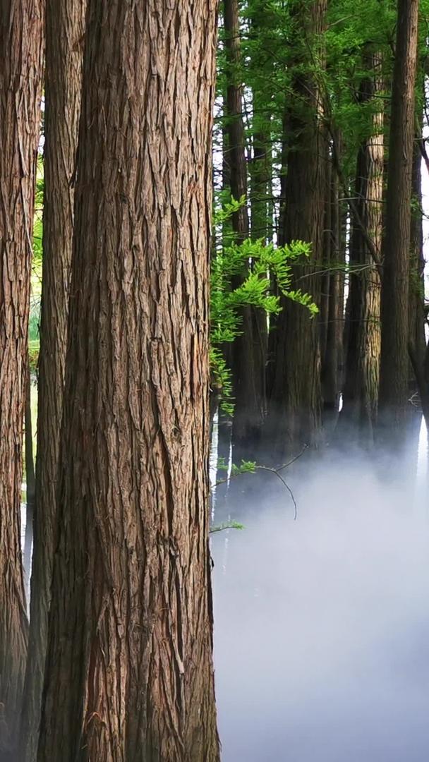 真正拍摄湿地公园水杉群植被视频素材视频的预览图