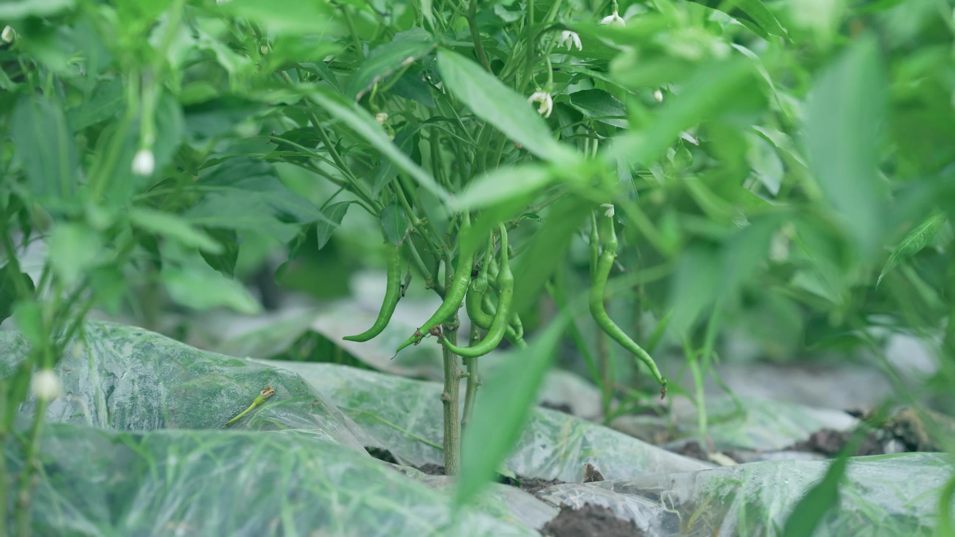 农村菜地绿色蔬菜辣椒视频的预览图