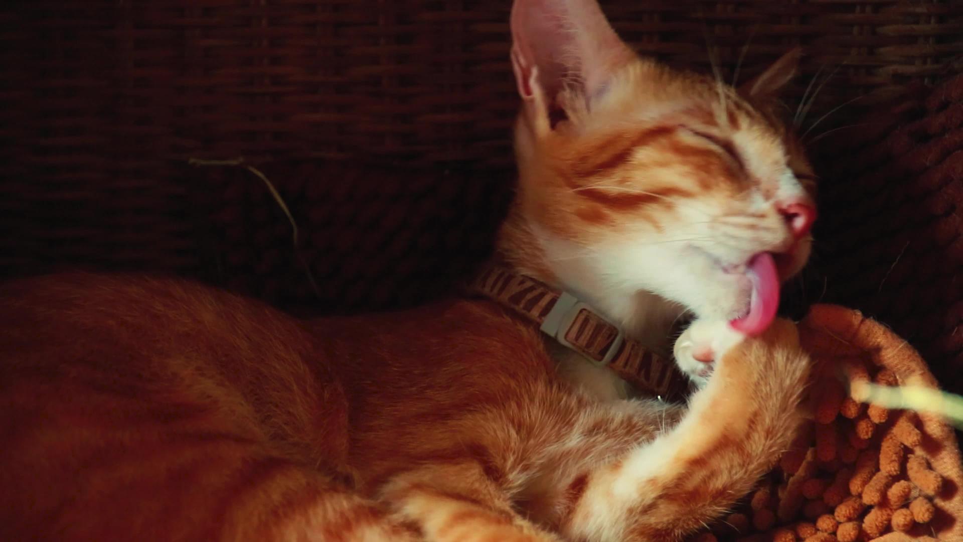 姜猫编织视频的预览图