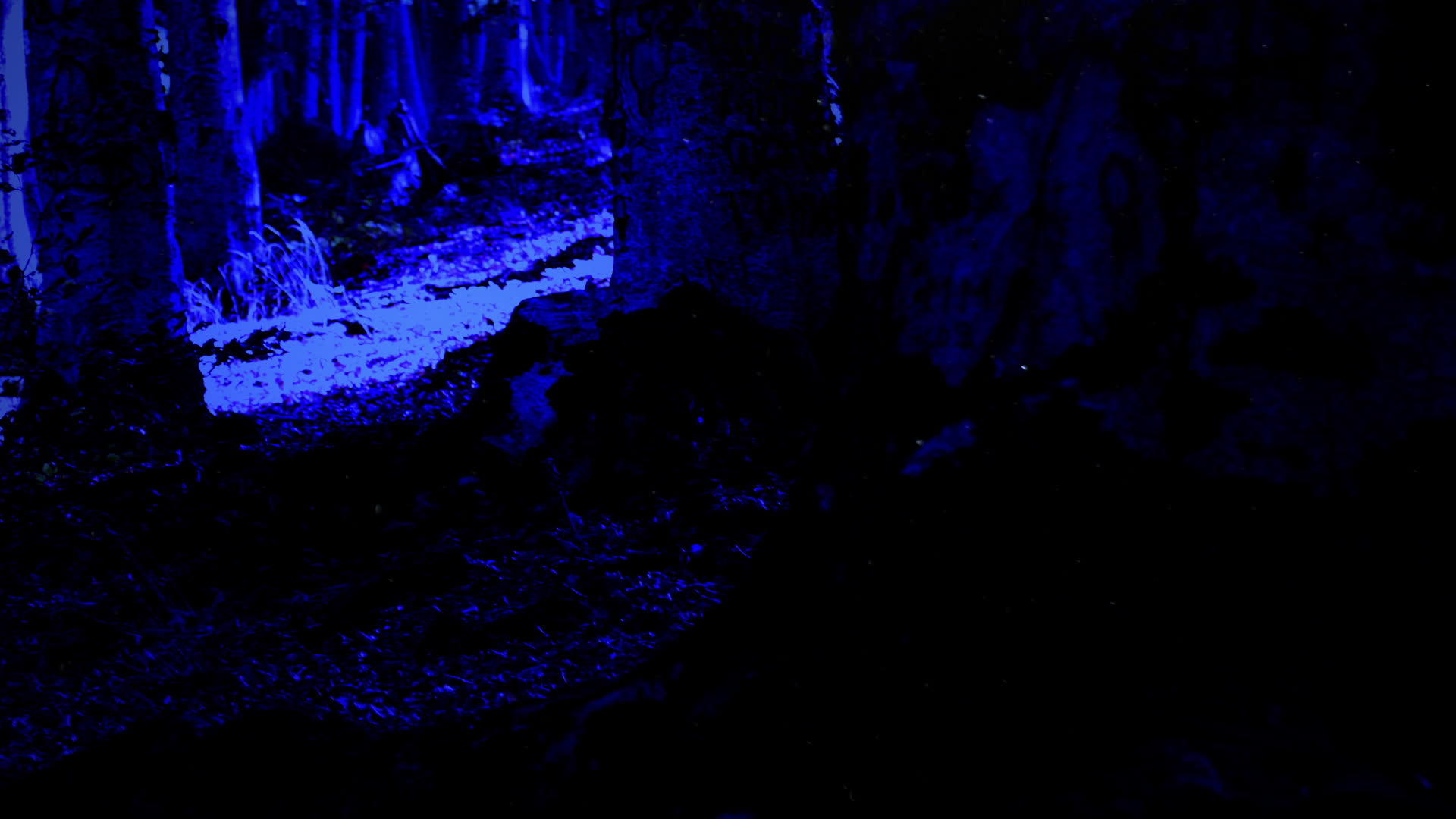 树林中可怕的树木黑暗中的恐怖场景视频的预览图