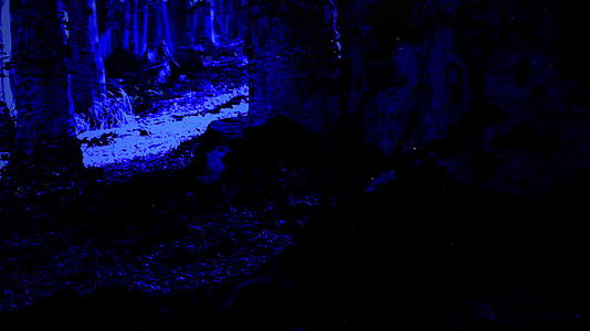 树林中可怕的树木黑暗中的恐怖场景视频的预览图
