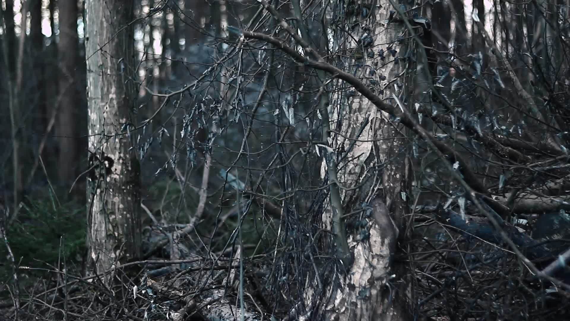 可怕和可怕的森林在飓风灾害后；和视频的预览图