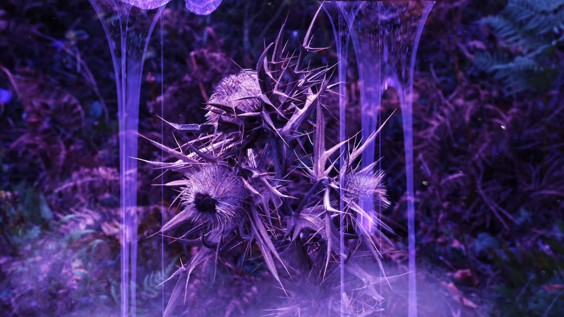 在暗中可怕的花刺在森林里视频的预览图