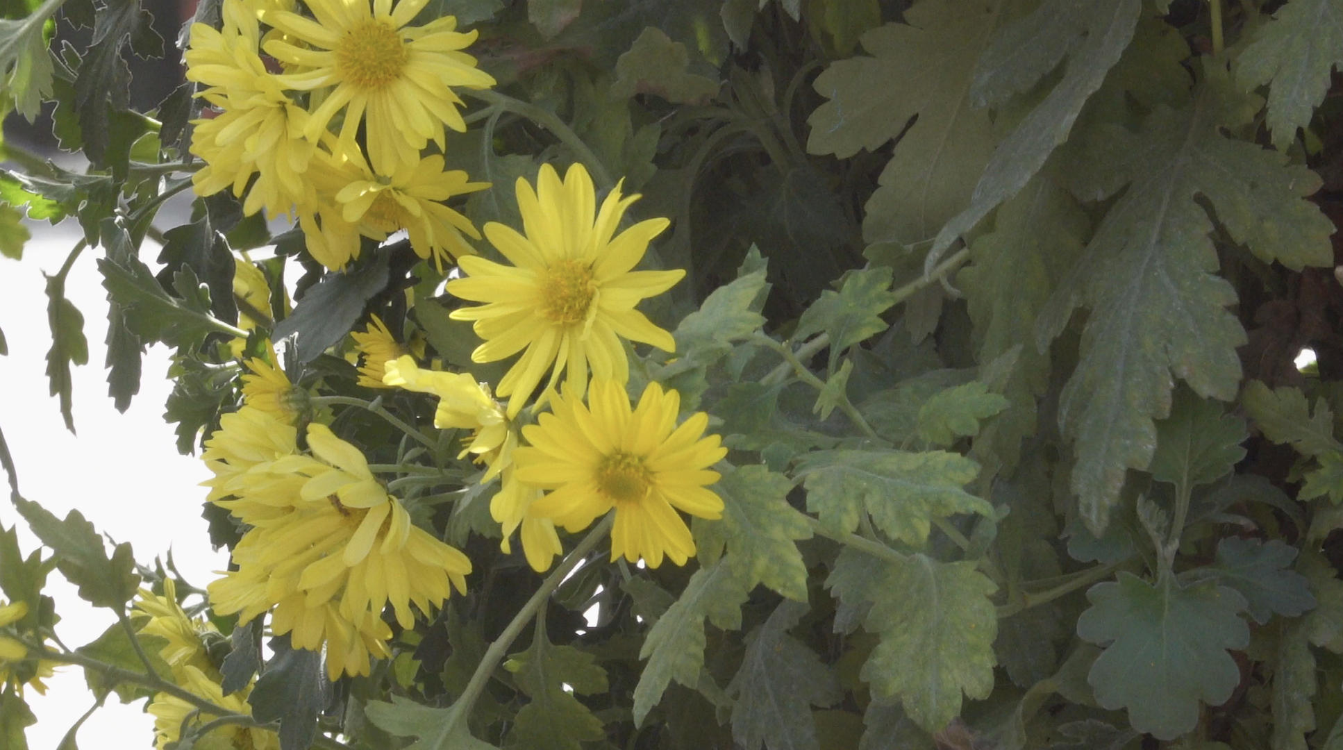 秋季自然风光菊花4K视频合集视频的预览图