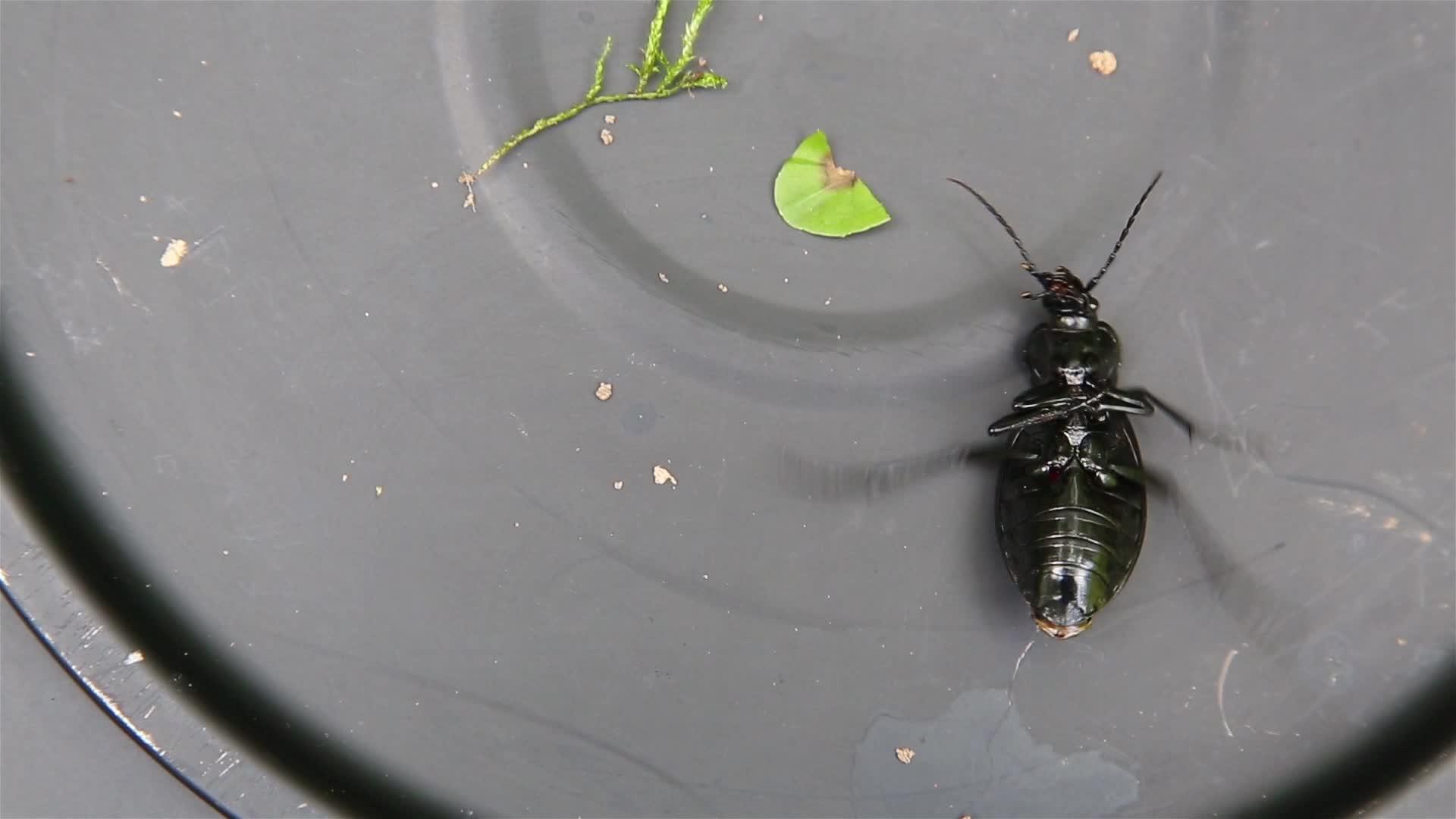 在金属表面的黑甲虫地面上甲虫无法站立视频的预览图